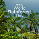 World Rainforest Day